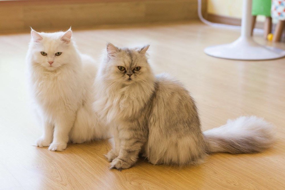 Two white cats