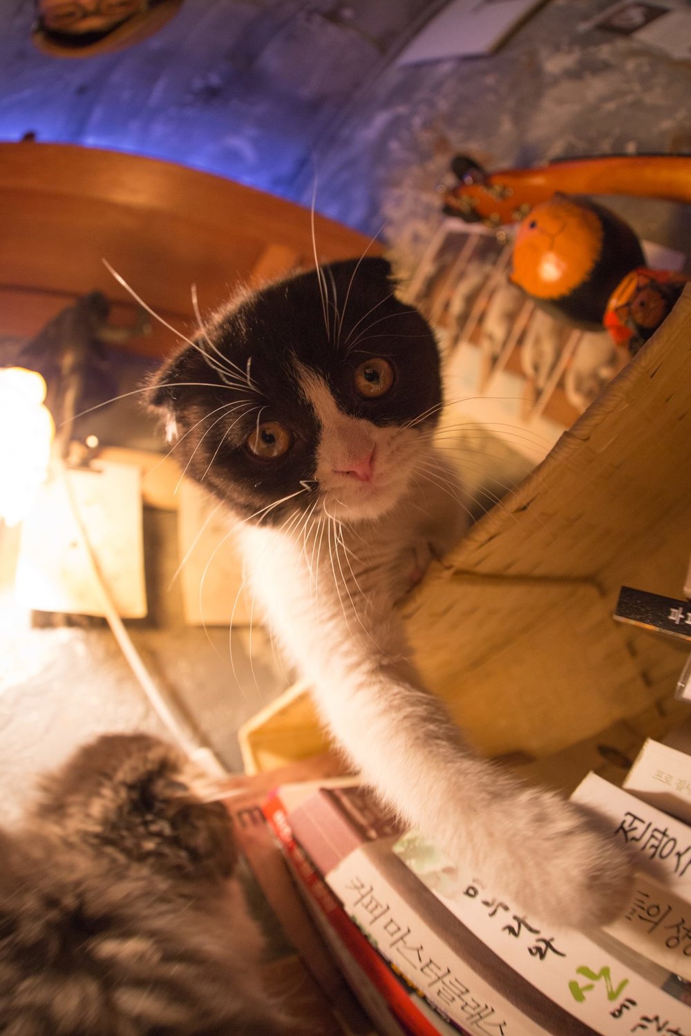 Cat looking down the camera