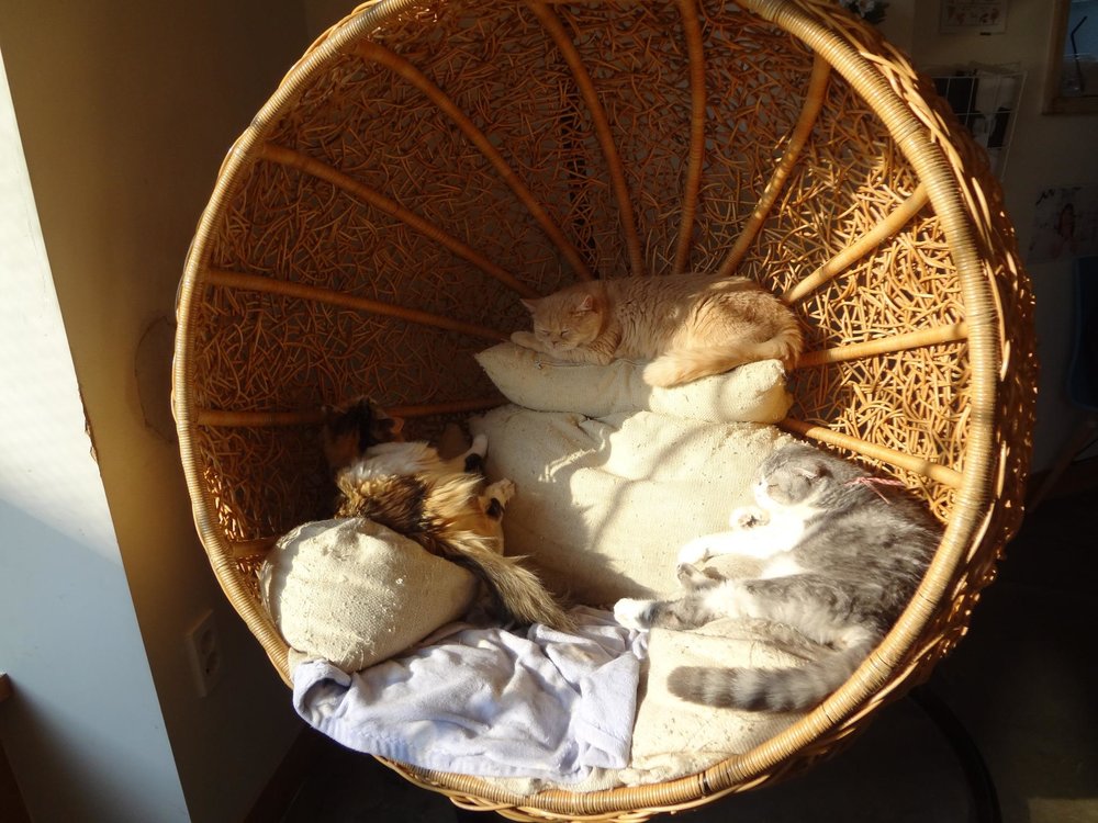 Cats sleeping in the hammock