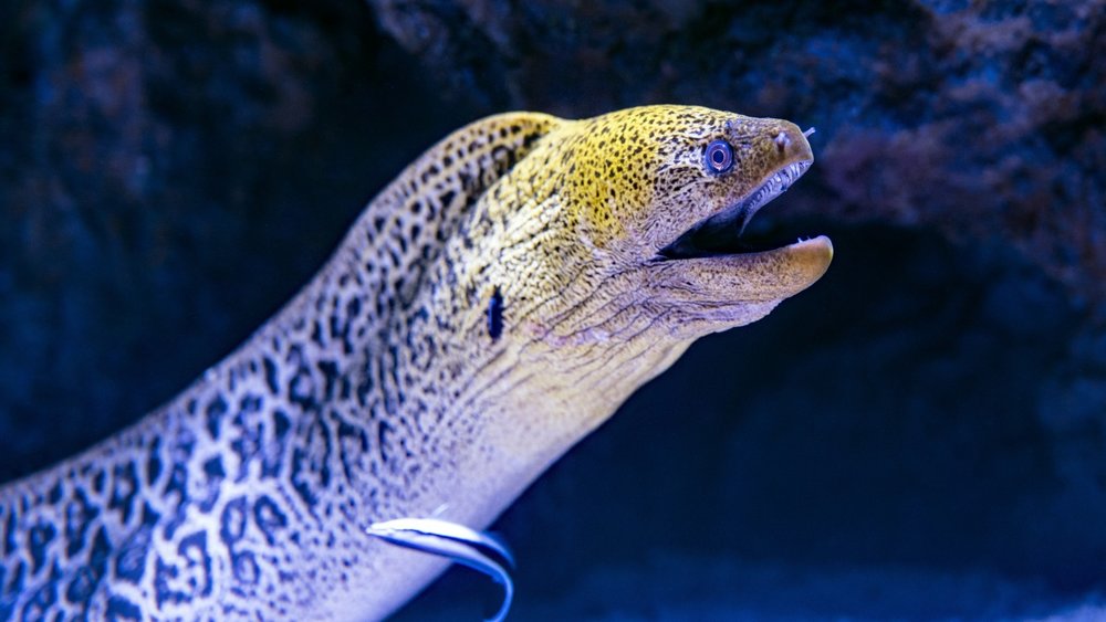 One of the first critters you’ll see are the curious-looking Moray eels. Image credits: David Clode on Unsplash
