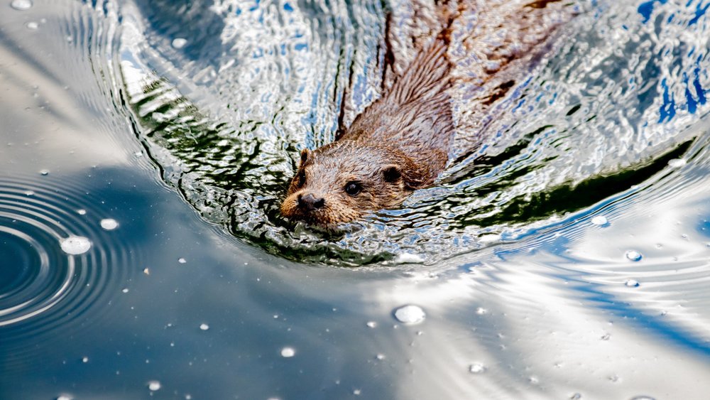 River Otters can hold their breath underwater for up to 8 minutes.  Image credits: Andreas Schantl on Unsplash