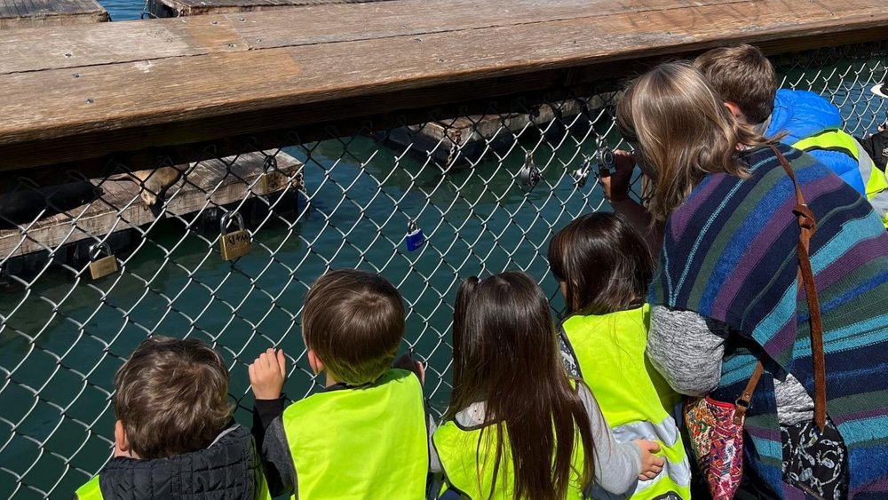 Spot the sea lions of Pier 39! Image credits: @telhicoop on Instagram