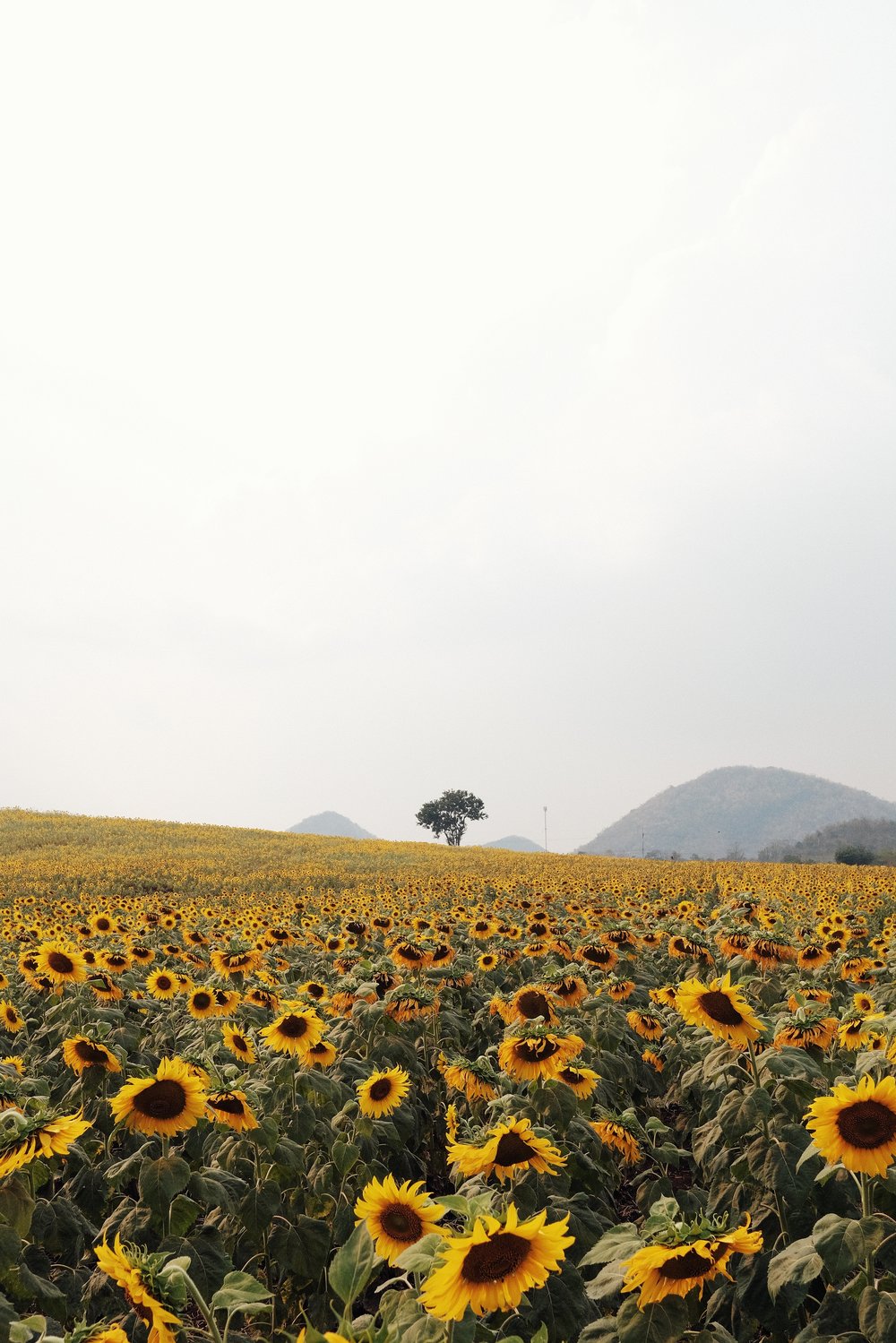 sunflower fields in Khao Yai