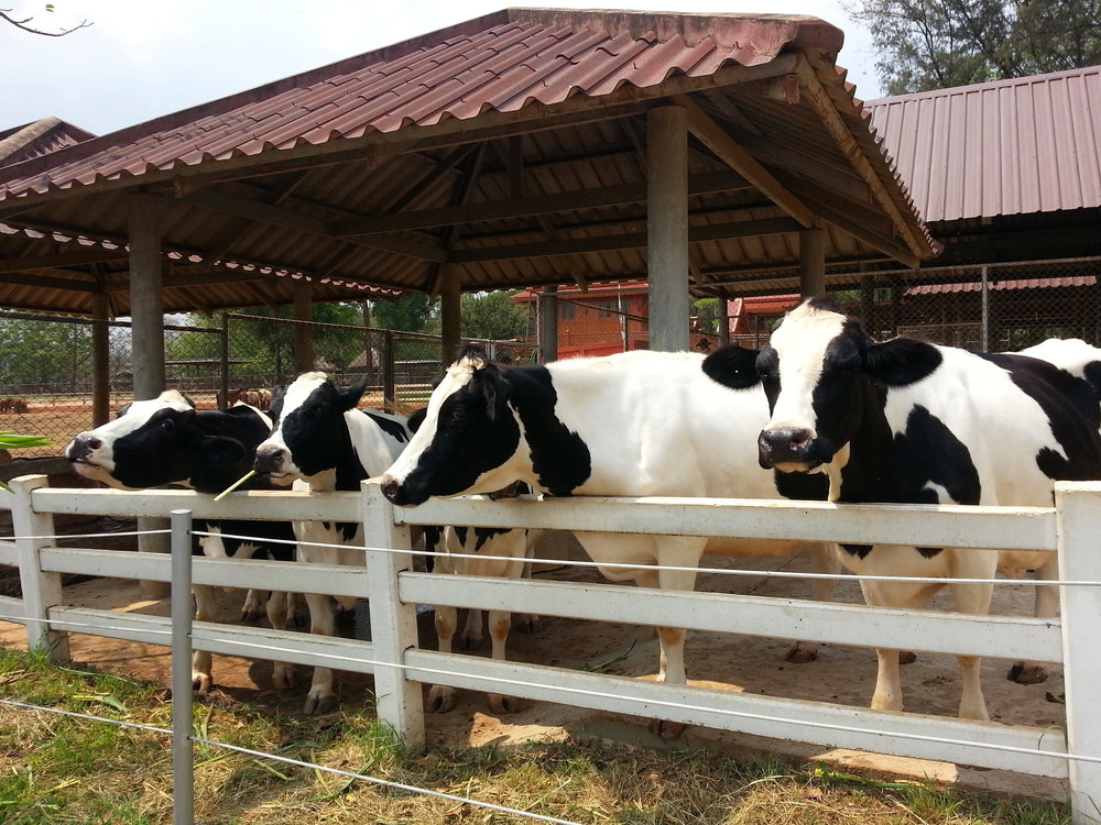 cows in Khao Yai's Farm Chokchai