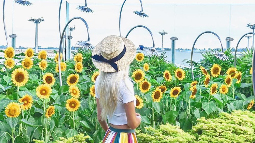 You won’t just see aeroplanes from the airport’s rooftops! There are plenty of sunflowers as well. Credit: charlotte.amadea