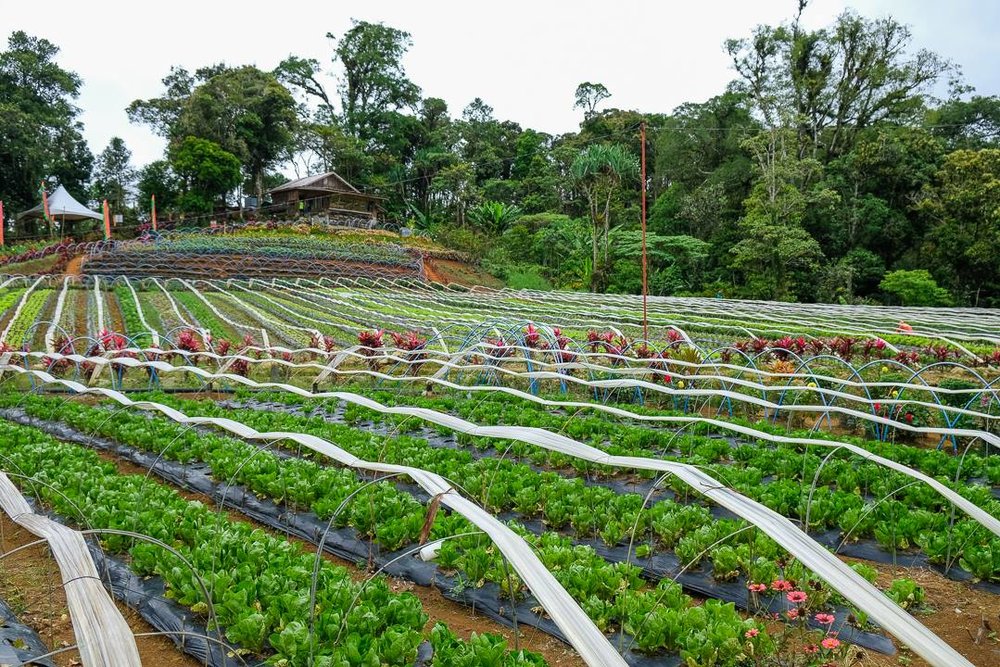 Farm with lettuce seedlings