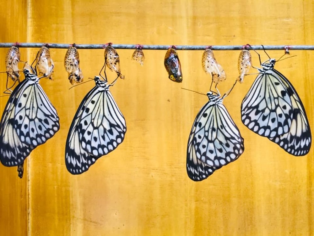 Butterfly coming out of cocoons