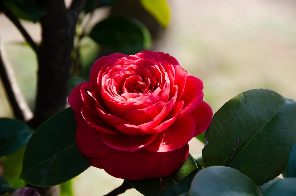 [ANZ] Taean Tulip Festival