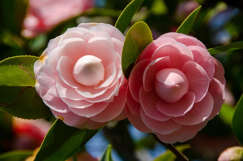 ดอกคาเมเลีย (Camellia Flower)