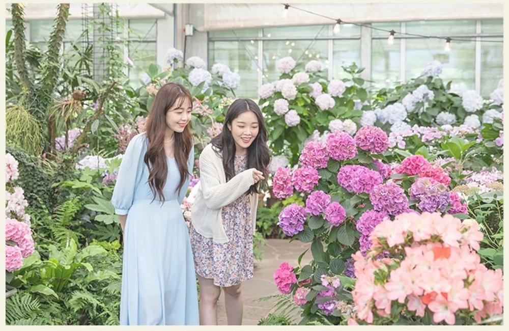 สวนคาเมเลีย (Camellia Hill)