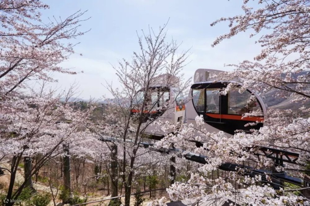 ชมดอกซากุระ ที่คยองกีโด (Gyeonggi-do)