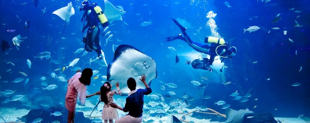 ดูสัตว์ใต้น้ำที่ Aqua Planet