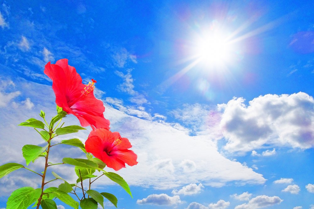 沖縄夏 ハイビスカス　Okinawa  Summer Hibiscus