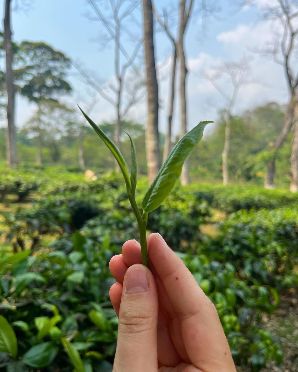 ไร่ชาอรักษ (Araksa Tea Garden) ที่ จังหวัดเชียงใหม่