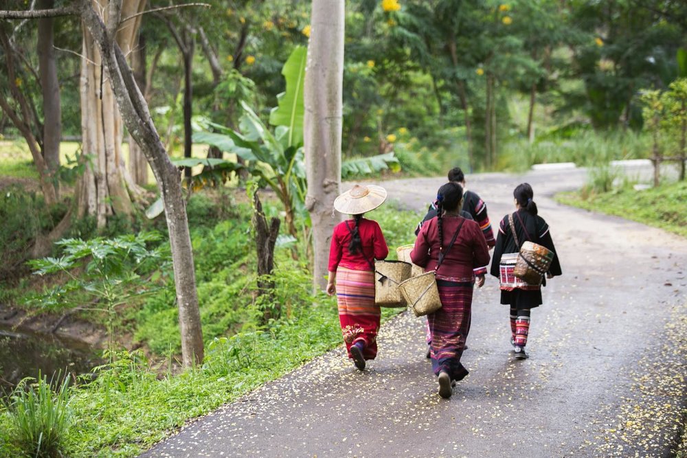 ไร่ชาอรักษ (Araksa Tea Garden) ที่ จังหวัดเชียงใหม่