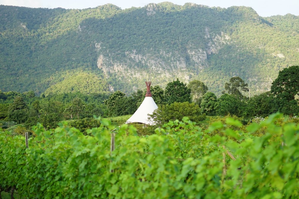 ทัวร์ไร่องุ่นและชิมไวน์ พีบีวัลเล่ย์ (PB Valley) ที่เขาใหญ่ จังหวัดนครราชสีมา