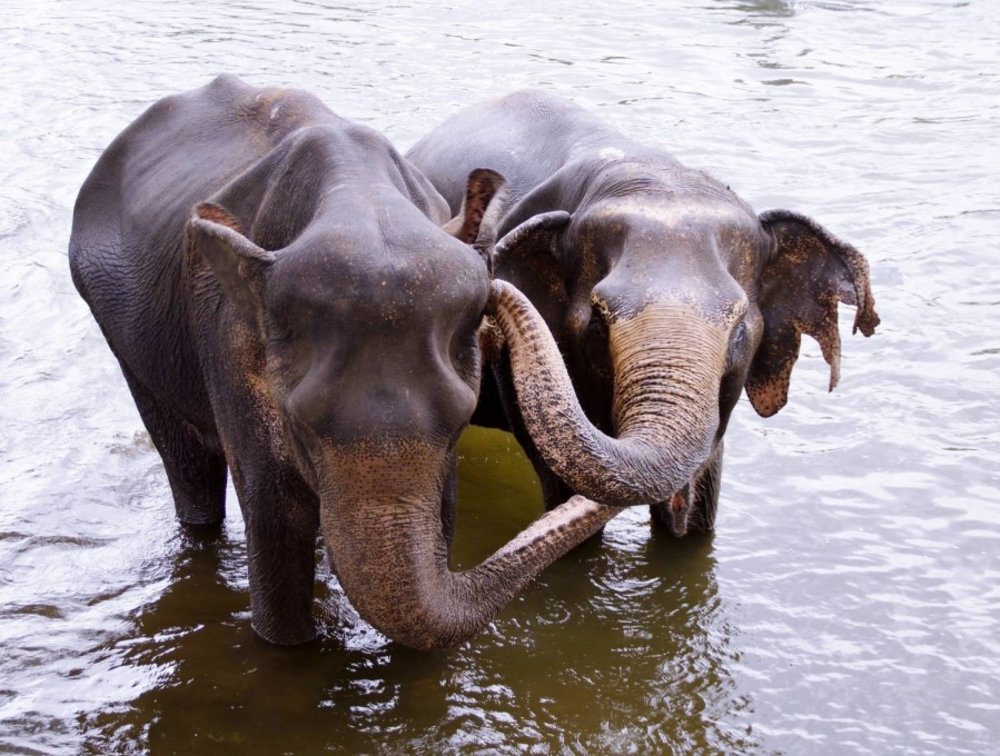 ดูแลช้างที่เอเลเฟนส์เวิลด์ (Elaphant World) ที่จังหวัดกาญจนบุรี