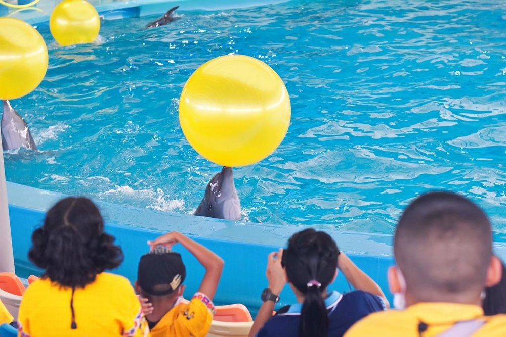 ชมการแสดงโลมาในภูเก็ต