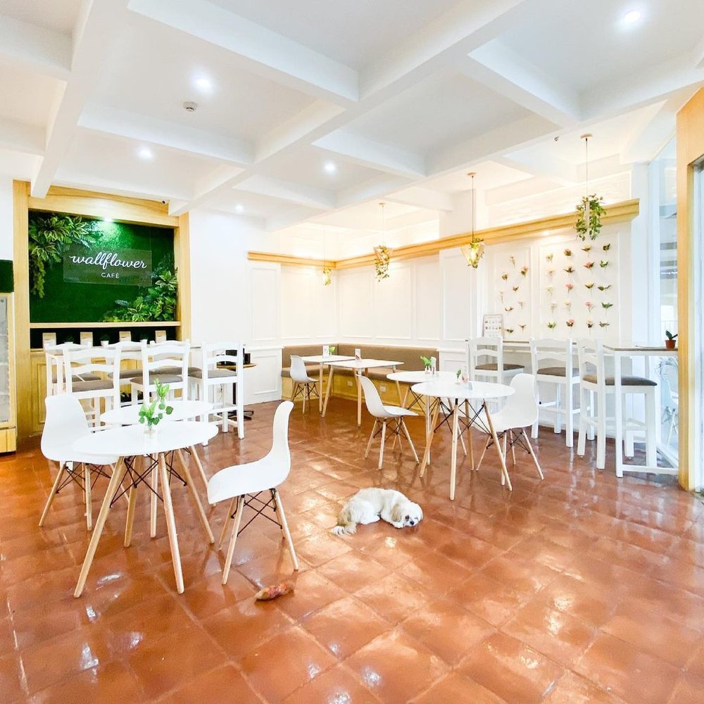 Dog inside Wallflower Cafe