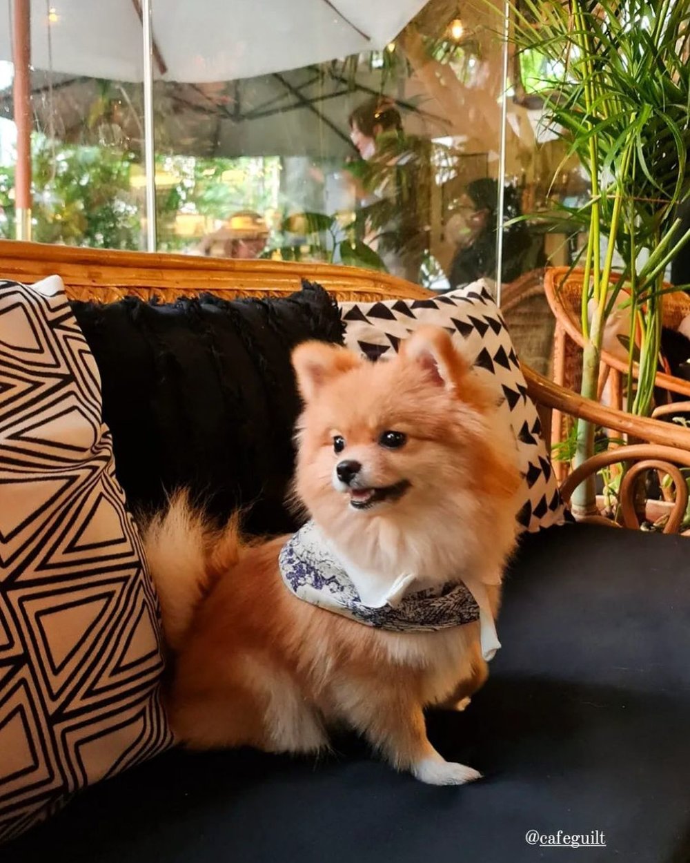 Pomerenian dog inside the Cafe Guilt