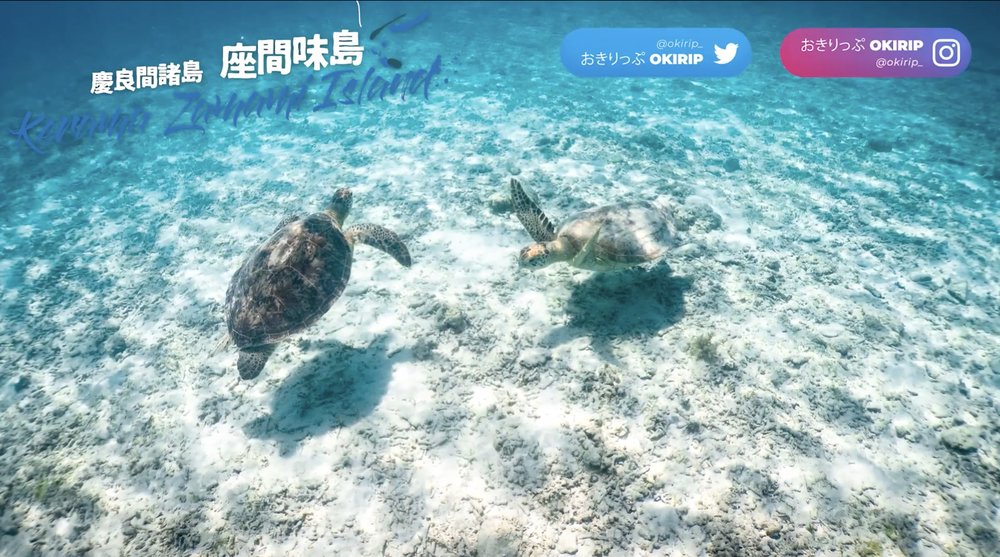 ウミガメ Sea Turtles Okinawa