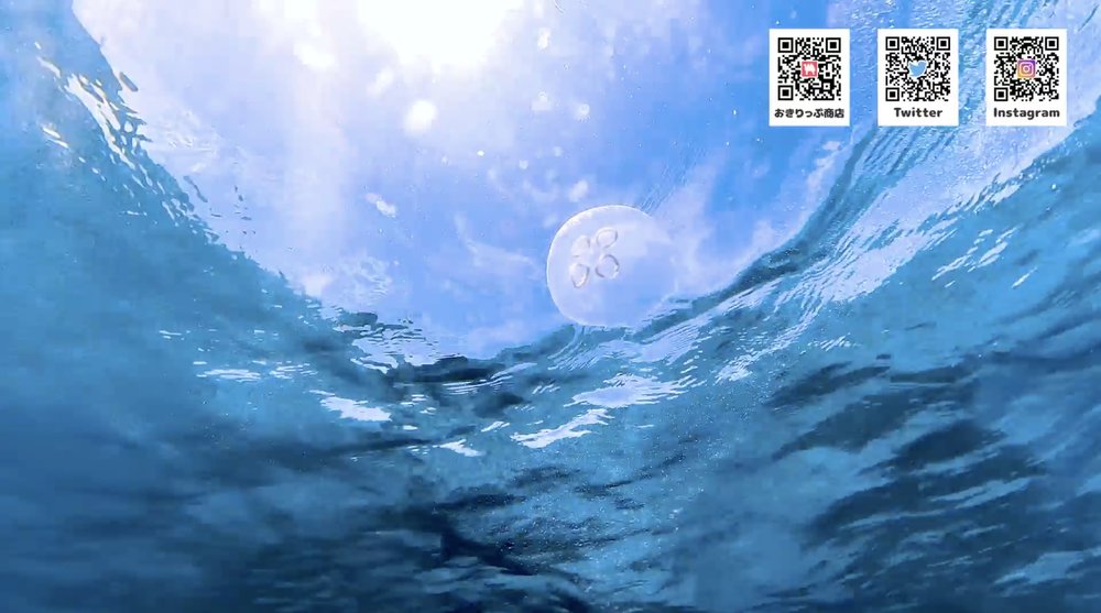 ナガンヌ島 シュノーケリング　 クラゲ Naganuu Island Snorkeling Jellyfish