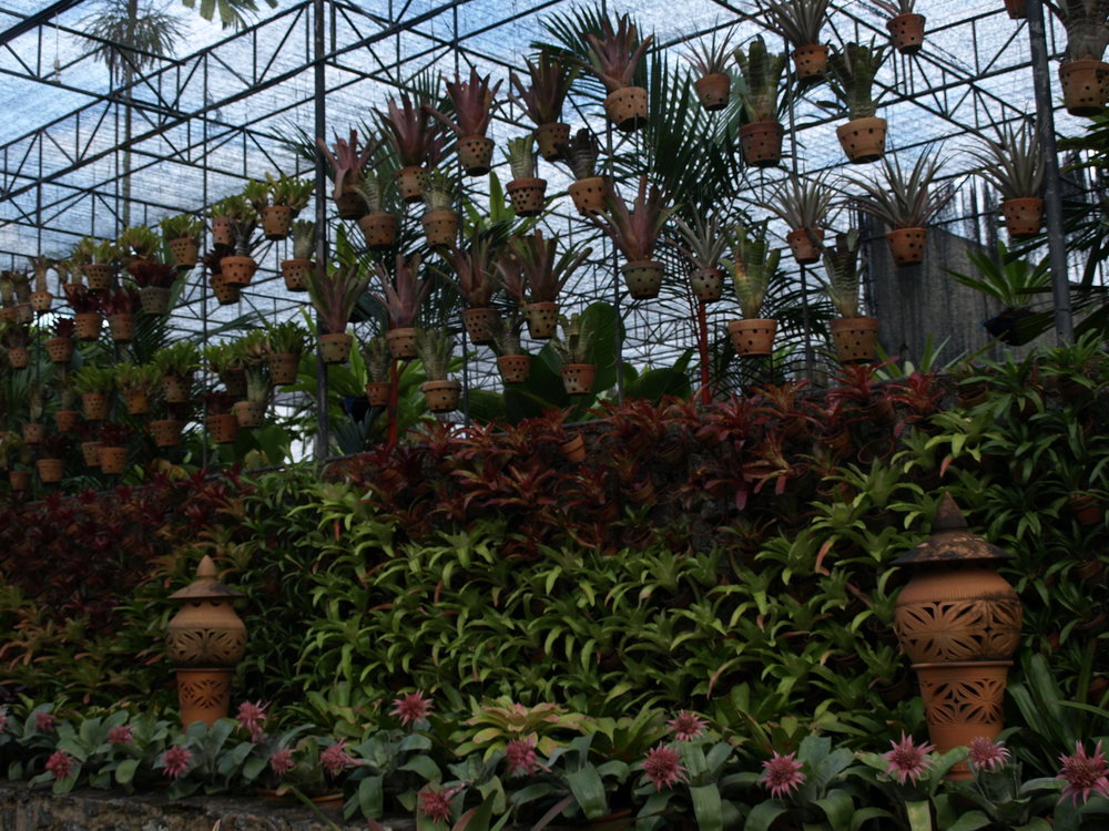plants in pots in nong nooch tropical garden