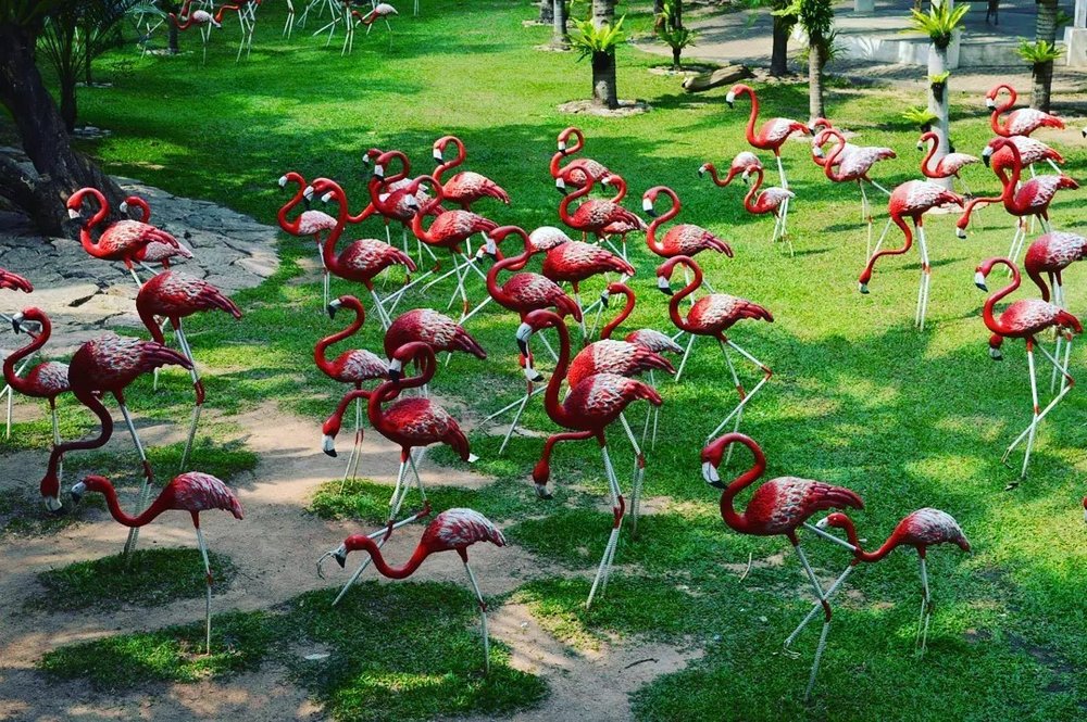 a flamingo garden in nong nooch tropical garden pattaya