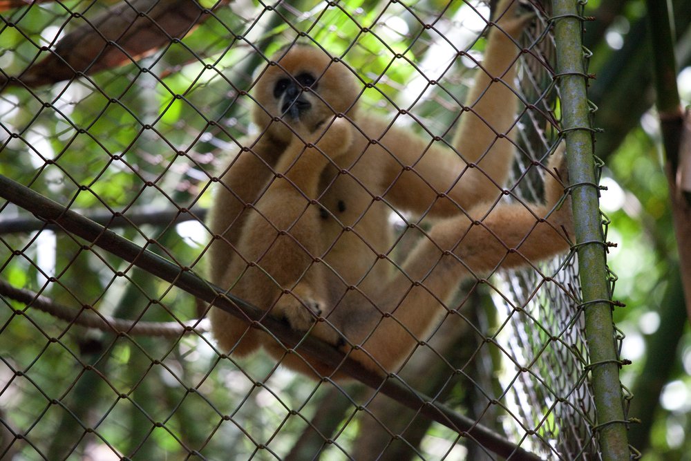 a gibbon in the gibbon rehabilitation project