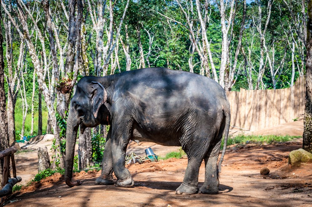 an elephant in phuket