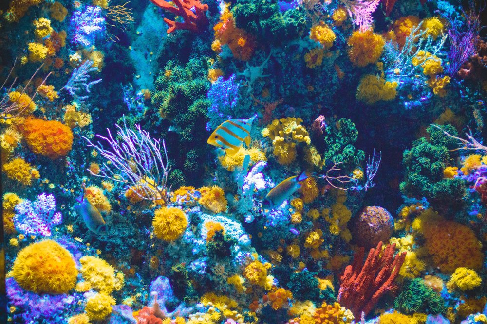 พิพิธภัณฑ์สัตว์น้ำ ซี อควาเรียม (S.E.A. Aquarium) ในเซ็นโตซ่า