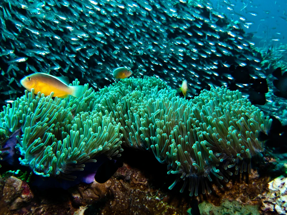 fishes in a Krabi reef