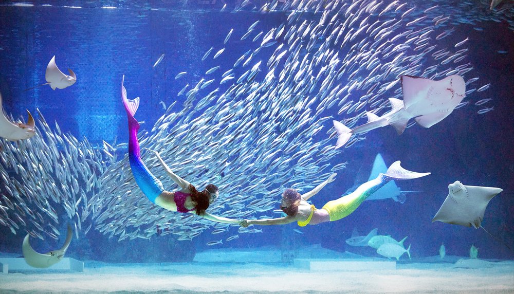 Two mermaid with fishes and stingray