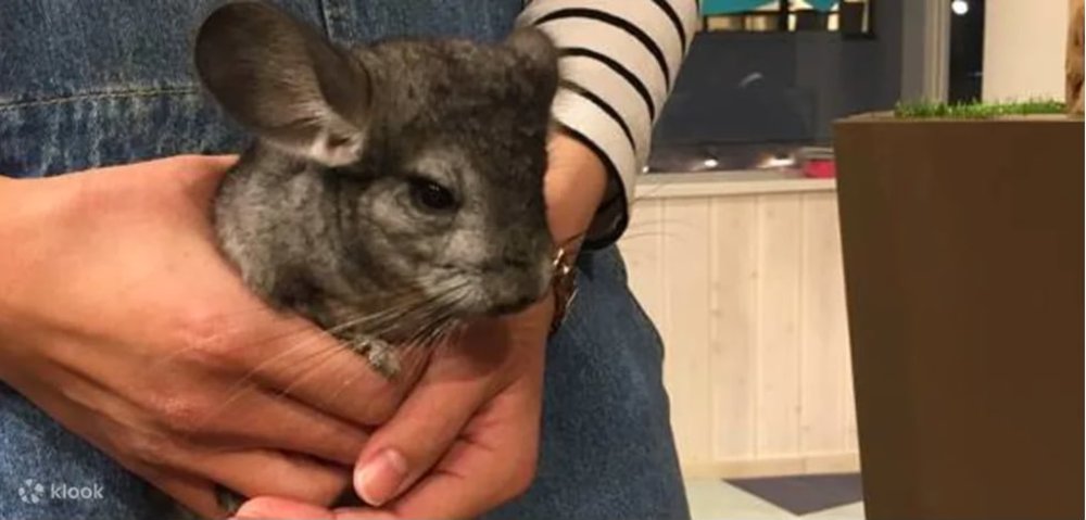 Man holding the Chincillas