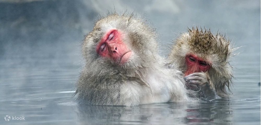 Monkey bathing in the hot spring