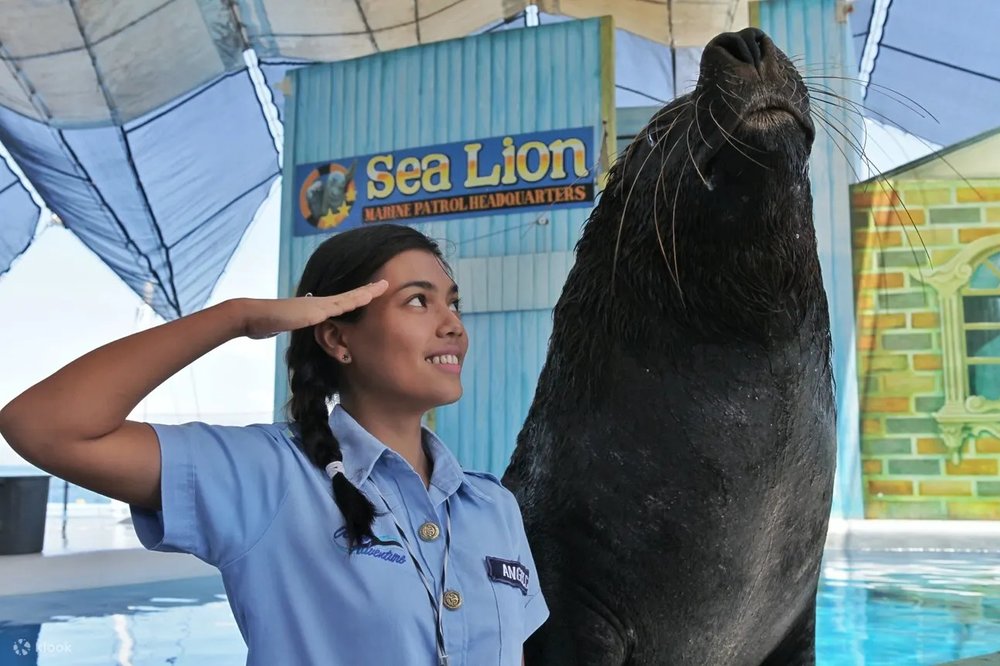 girl saluting with seal