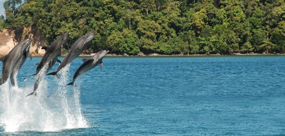 Dolphin jumping out of the water