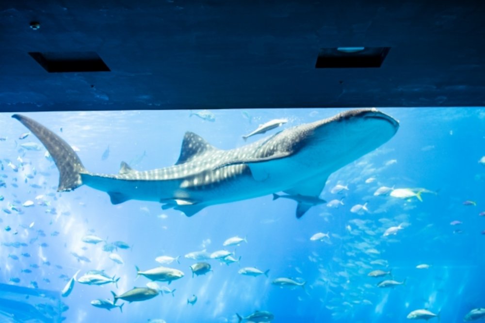 沖縄美ら海水族館