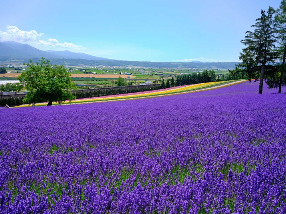 Farm Tomita ファーム富田 