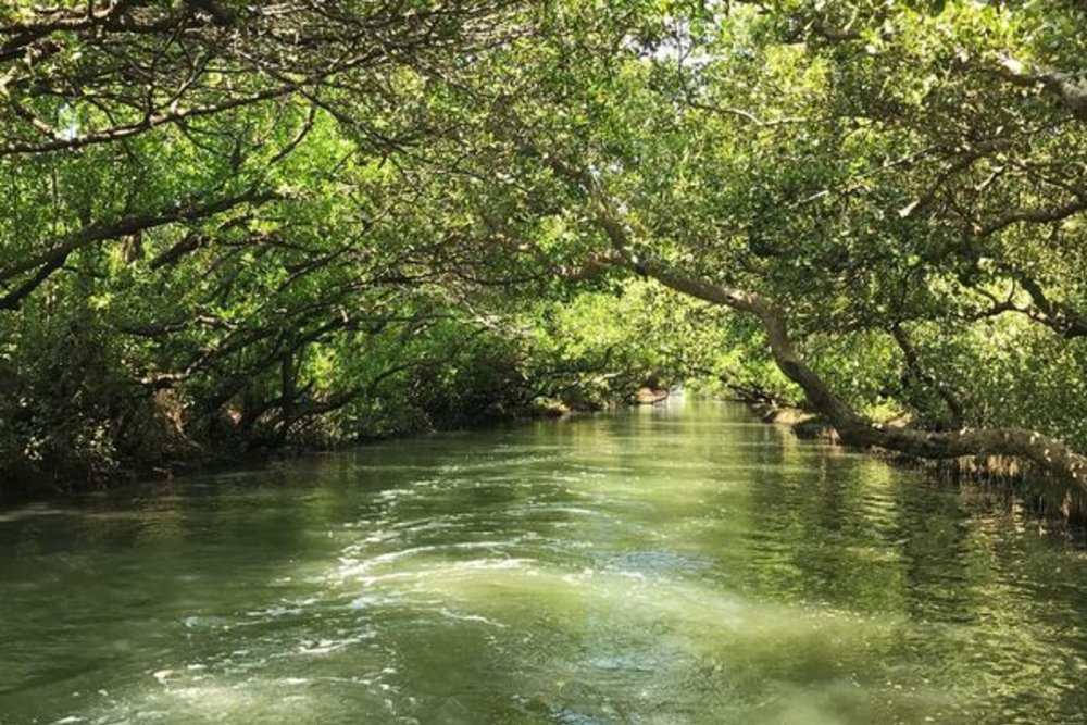 奇美博物館景點:四草隧道