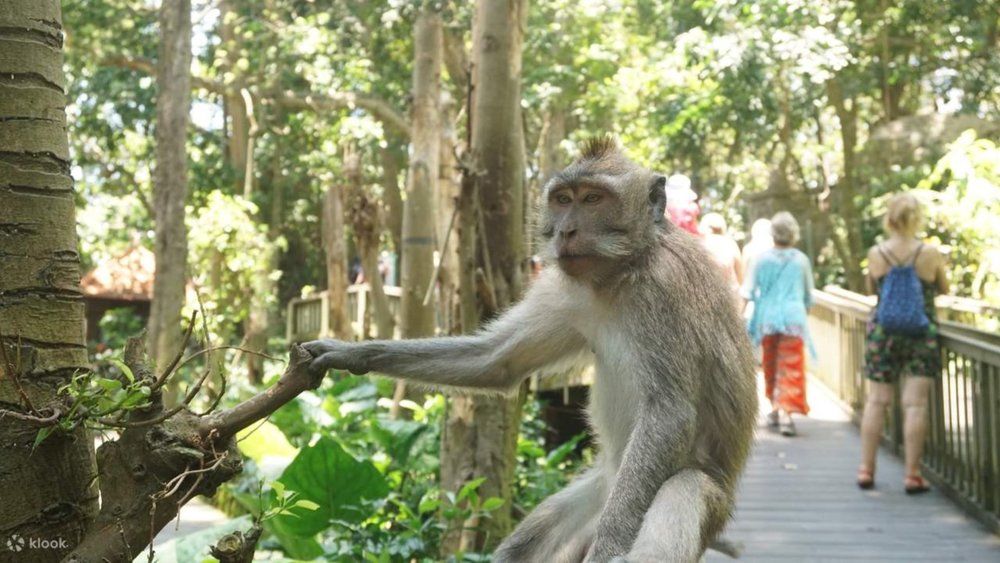Ubud Monkey Forest is sacred to the Balinese people, as the long-tailed monkeys symbolize the energy of the Hindu temples.