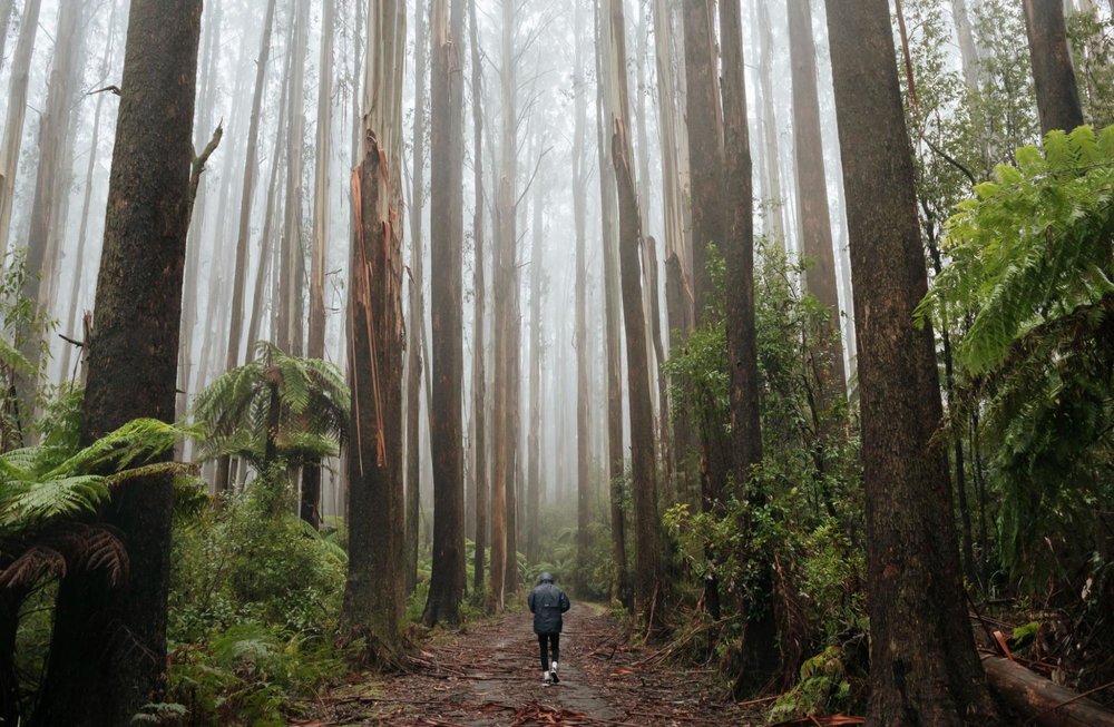 Dandenong Ranges Hiking 