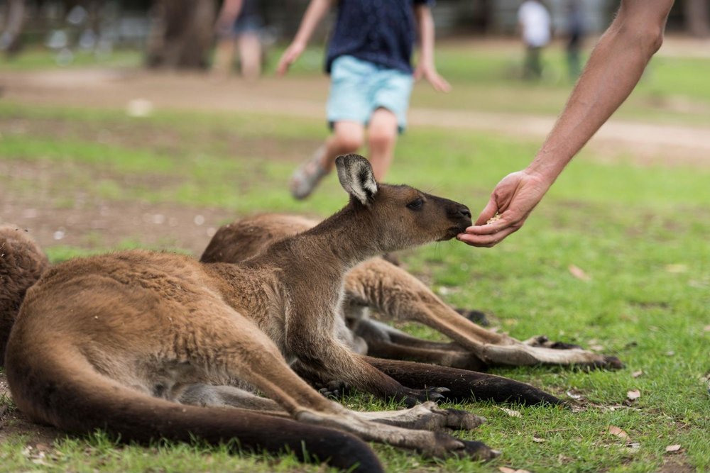 Melbourne Ballarat Wildlife Park Kangaroo