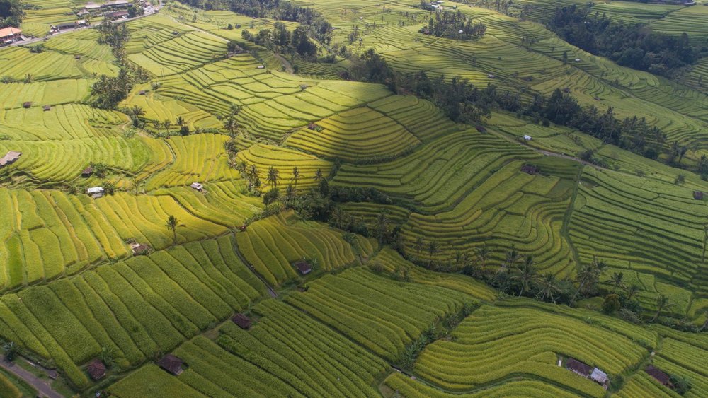 Visit the Jatiluwih Rice Terraces, a UNESCO World Heritage site. Credit: Rio Lecatompessy