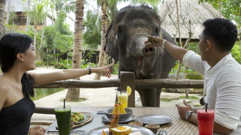 Breakfast paired with an elephant meet and greet? Yes, please!