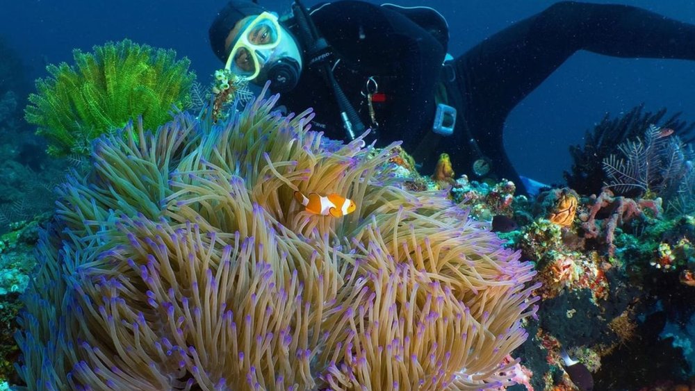 Spot Nemo among the reefs! Image credits: @hara_siregar on Instagram