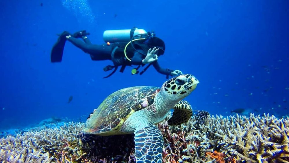 The perfect time to belt out The Little Mermaid’s “Under the Sea.” Image credits: @baguserawan on Instagram