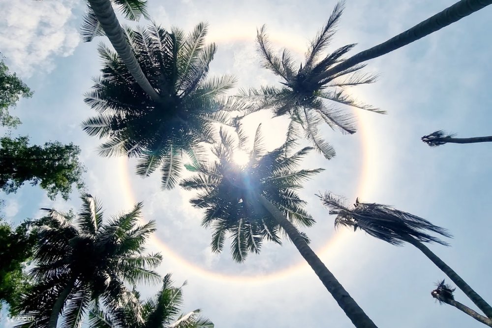 dao-phia-nam-singapore