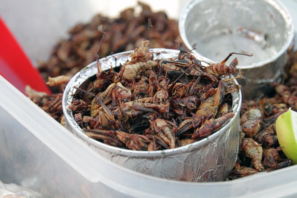 Dried grasshopper