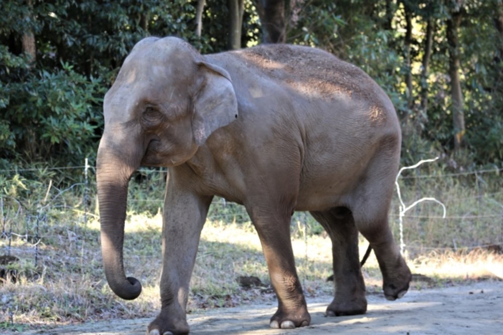 よこはま動物園ズーラシア ゾウ